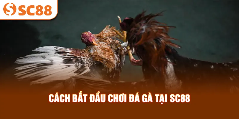 cach-bat-dau-choi-da-ga-tai-sc88_15_11zon